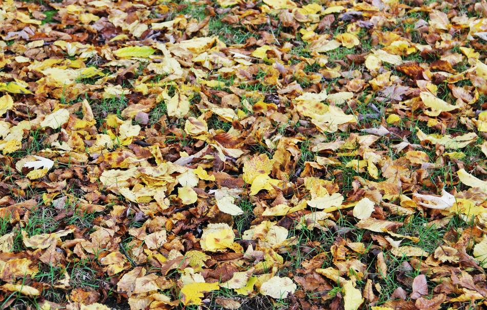 Hersbtlaub Leaves Fall