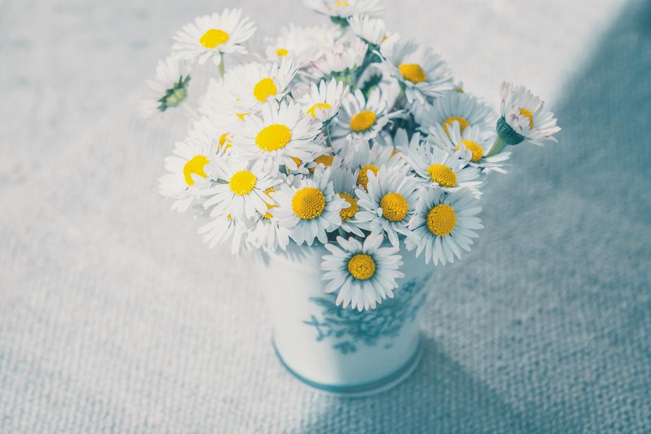 bouquet of daisies in a vase drawing