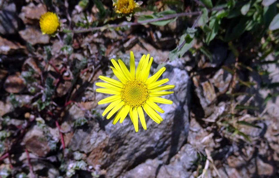 Flower Yellow Sontikli