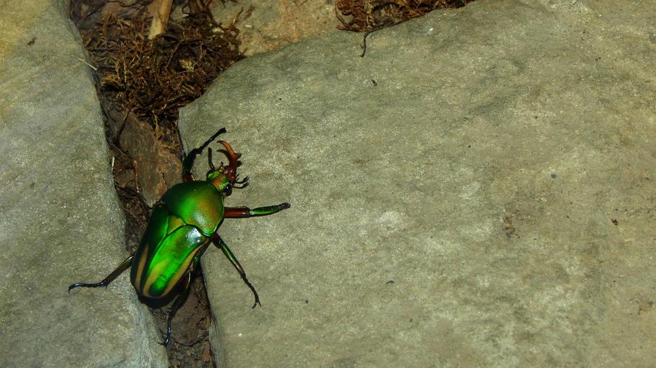 Eudicella morgani, green Beetle in wild