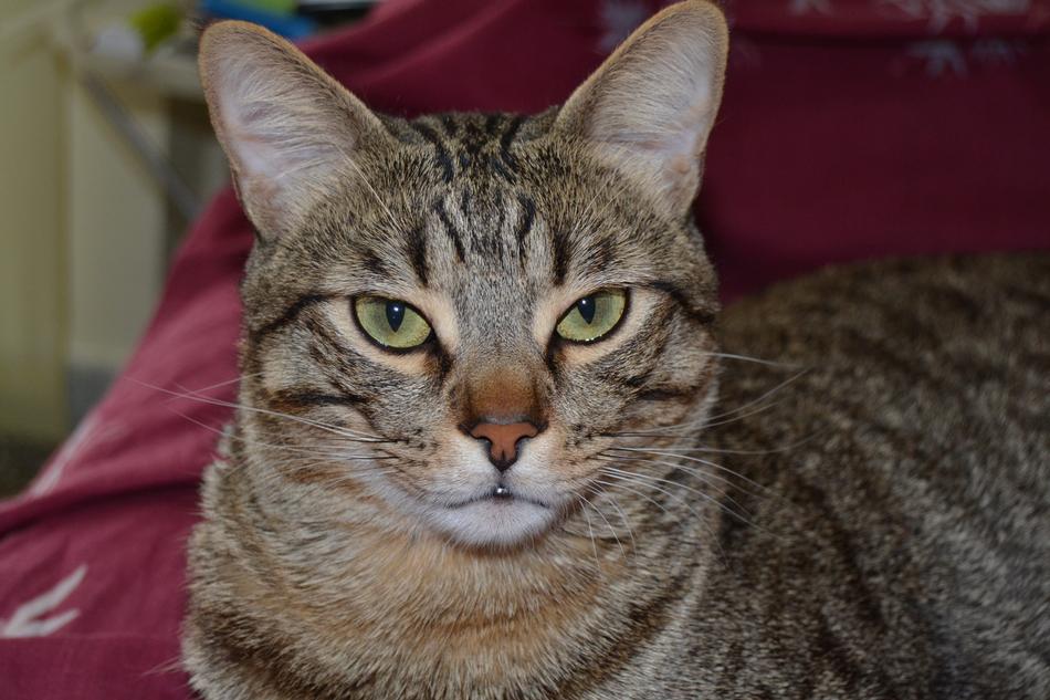 Cat with Yellow eyes staring
