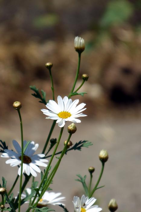 Flower White Daisy