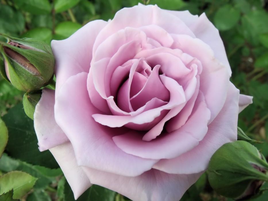 pink purple Rose Flower with green buds