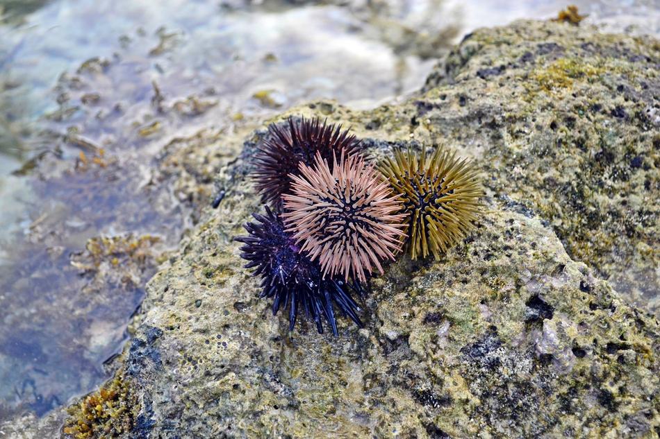 prickly plant on a rock