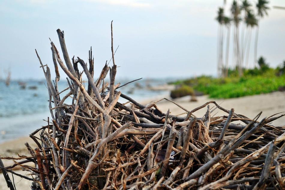 nest branches landscape beach