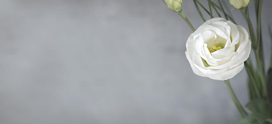 white Lisianthus Flower