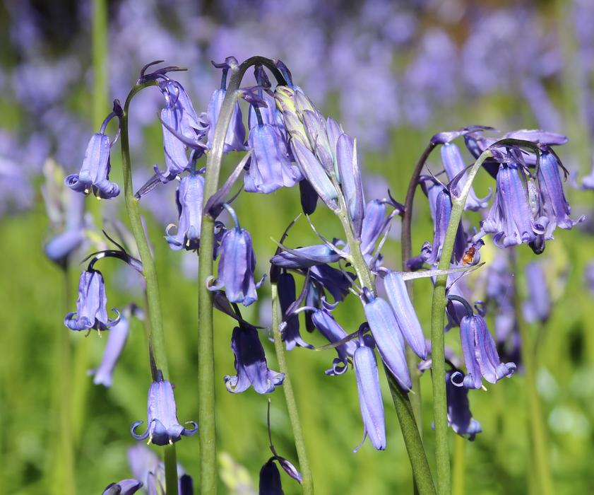 Garden wildflowers in spring