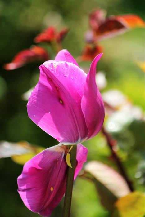 little spring flower