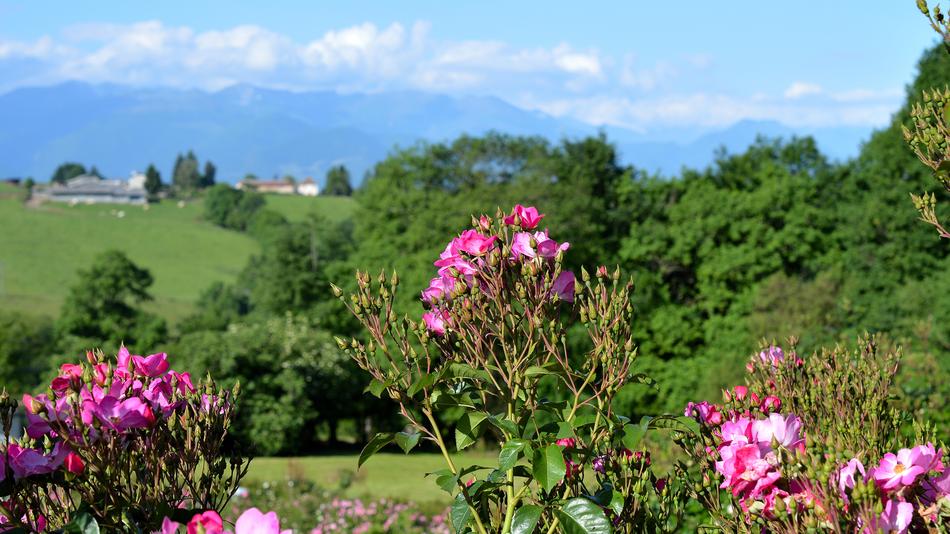Garden Promenade Nature