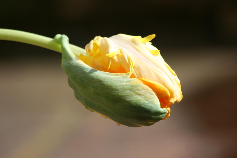Tulip Button Spring