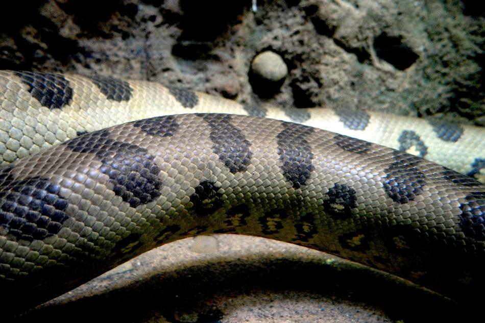 Beautiful and colorful, spotted snake in the zoo