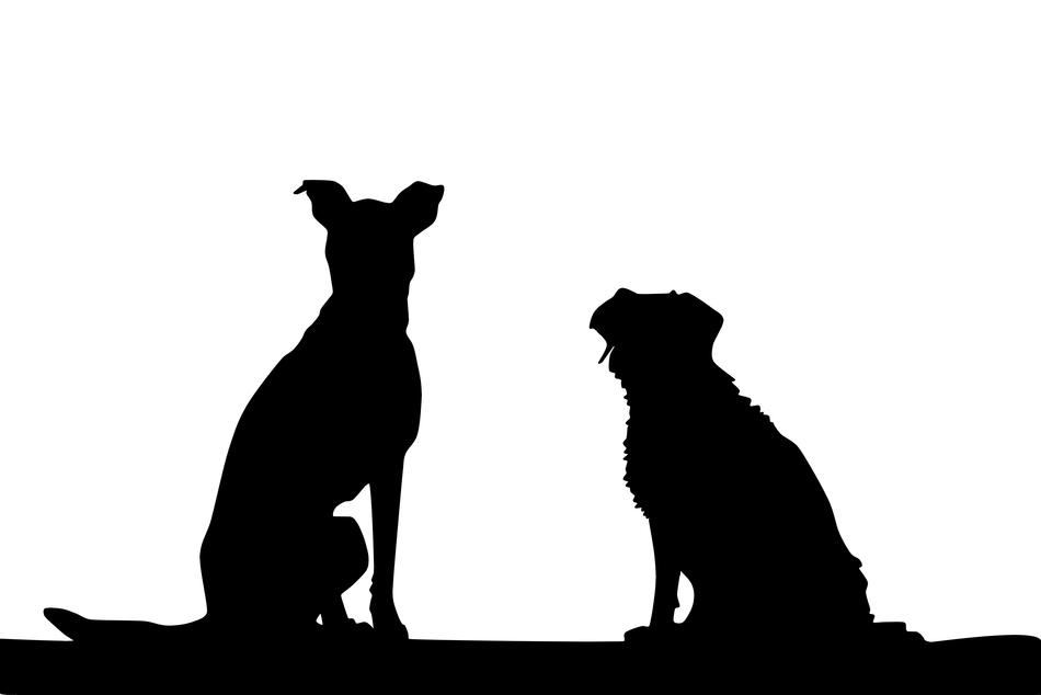 animal puppy drawing