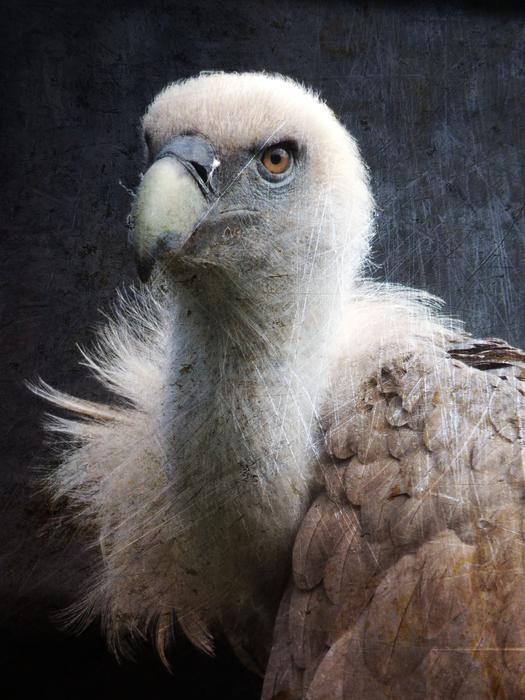 wonderful Vulture Bird