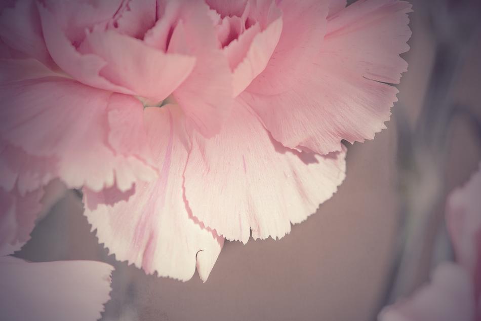 Flower Blossom Bloom
