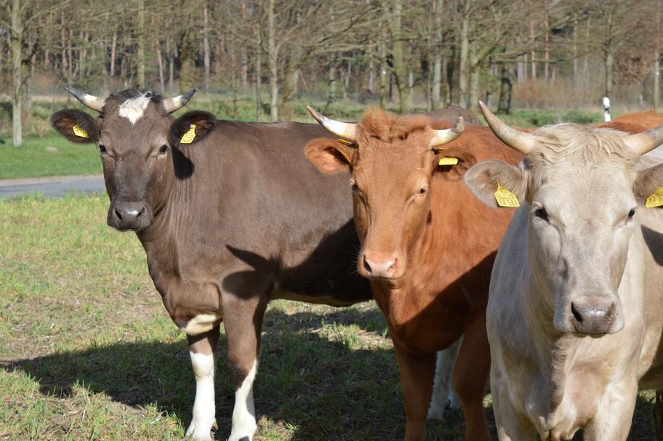 Cows Cattle Simmental