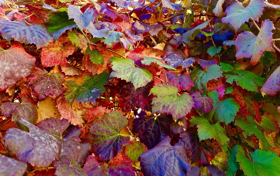 Autumn leaves on bushes in the garden