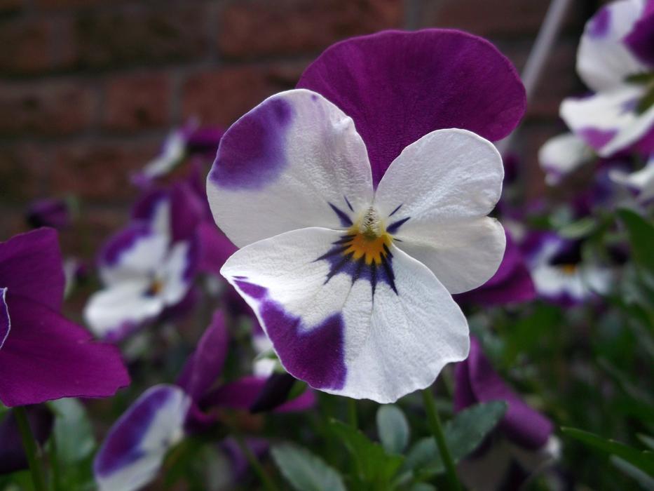 Violet Violaceae flower