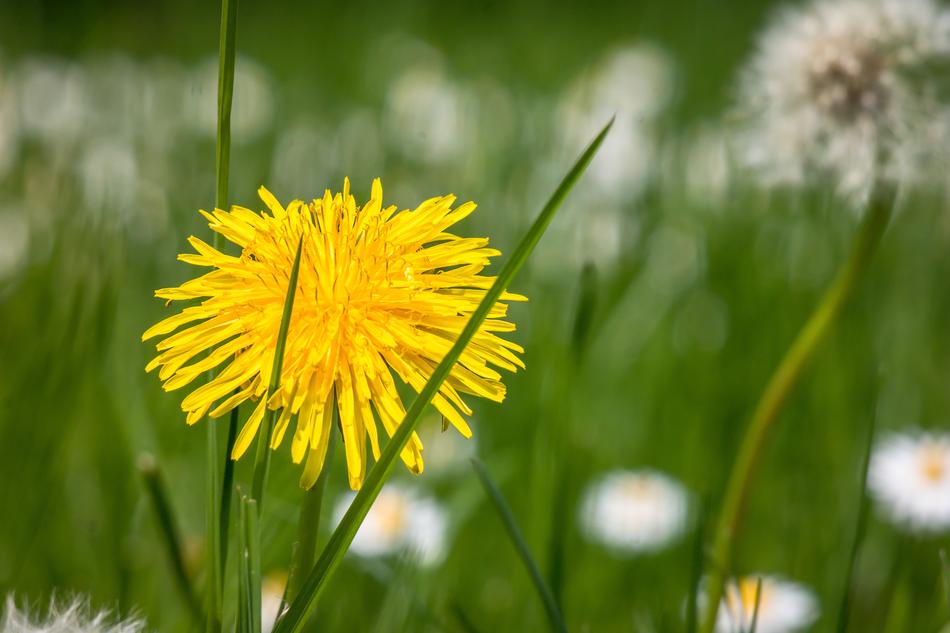 Dandelion Yellow Flower