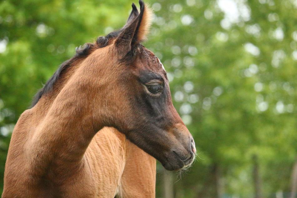 horses in the thick of the woods