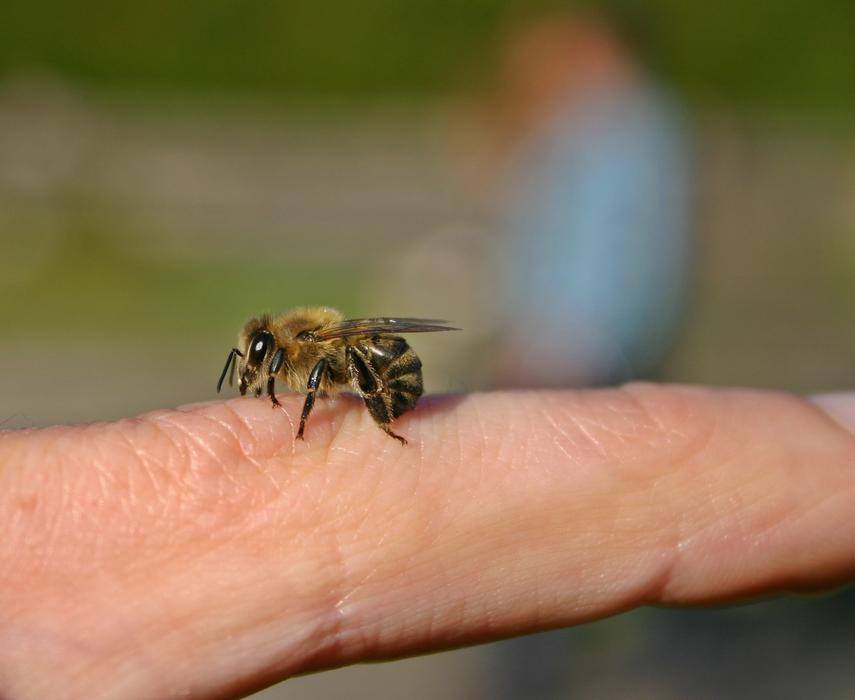 Bee Honey on hand