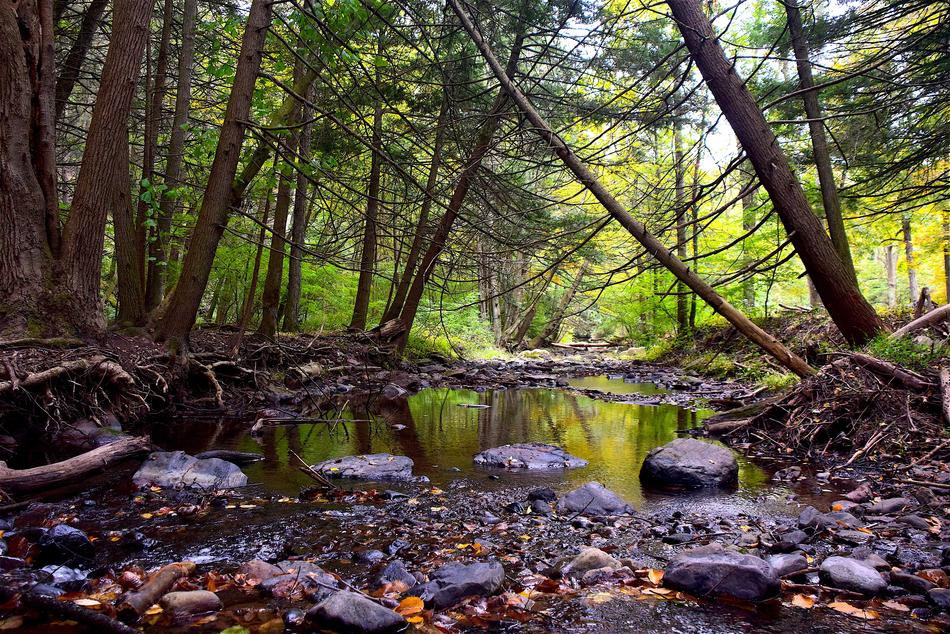 Stream Forest Nature