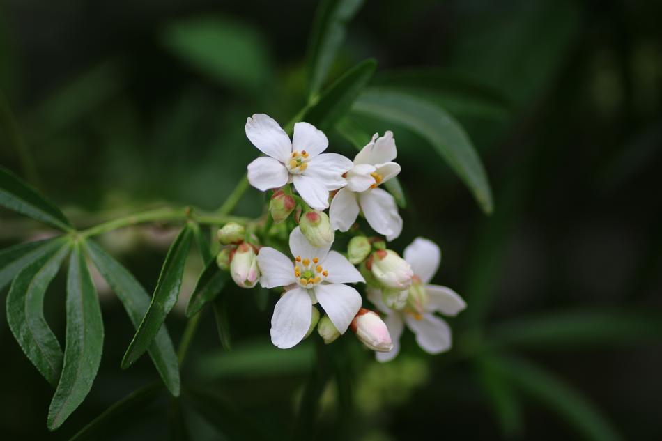 Orange Mexico Choisya Shrub