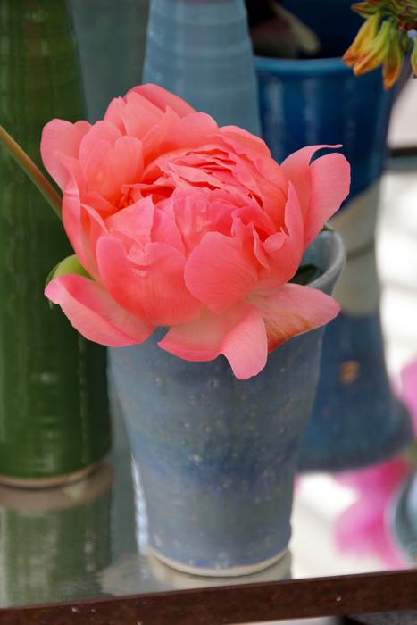 pink Paeonia Peony Blossoms
