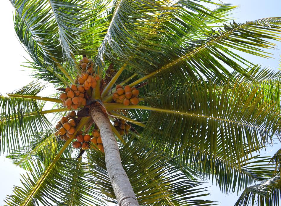 Coconut Tree Nature