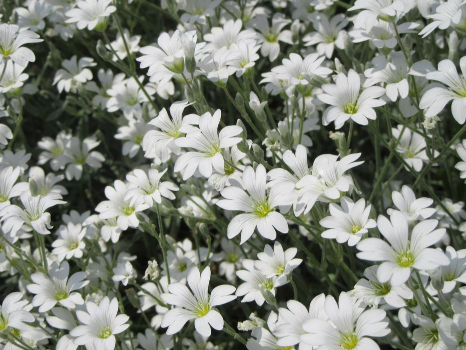 Flowers White