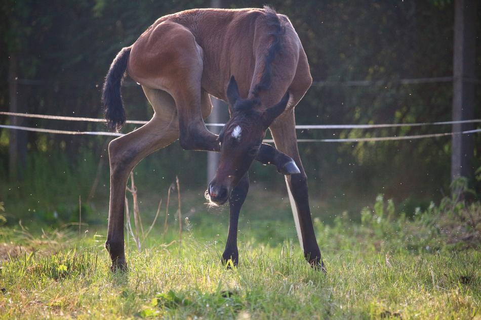 horse with long legs on a farm