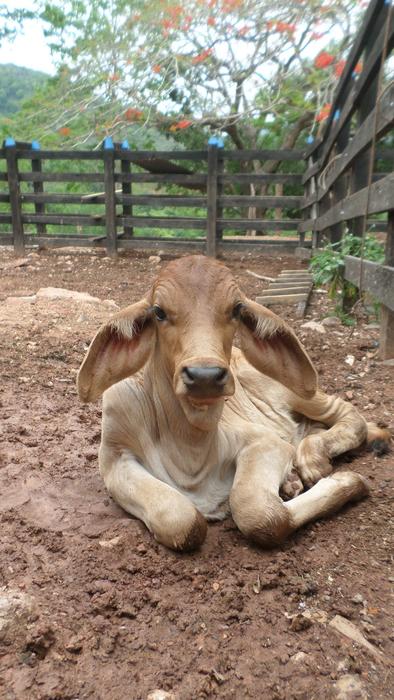 Bovine Calf