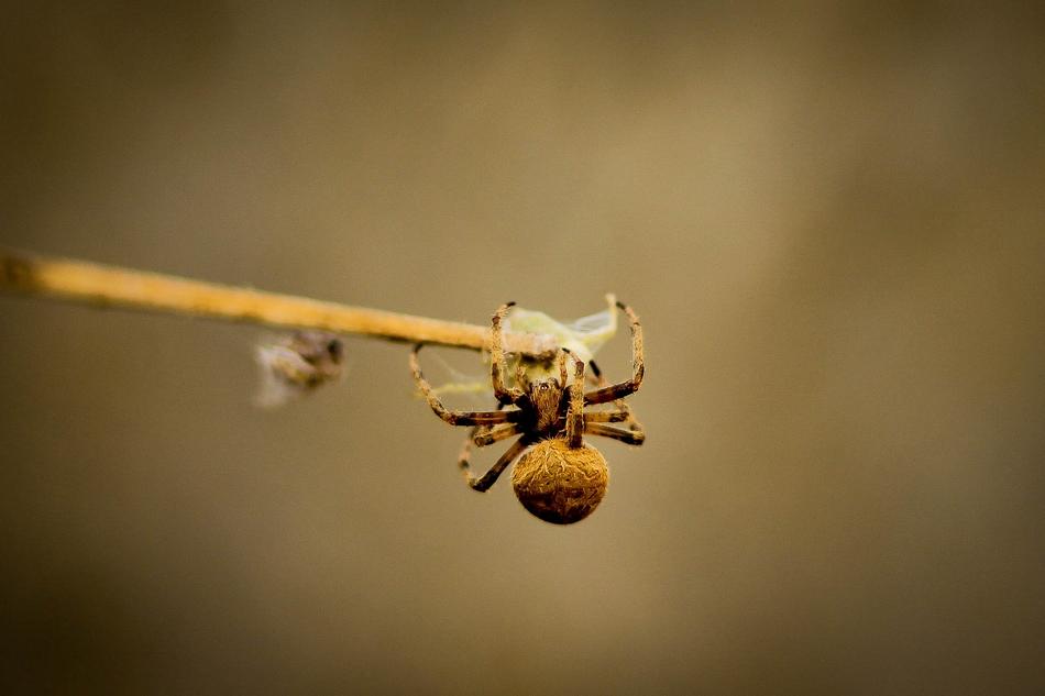 Spiders Arachnid