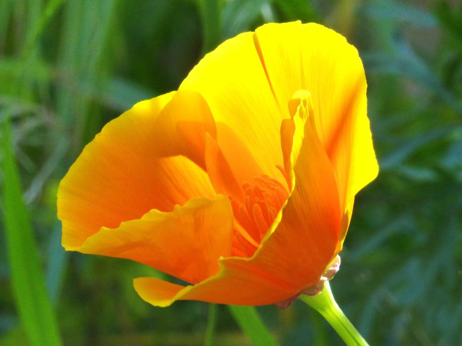California Poppy Yellow