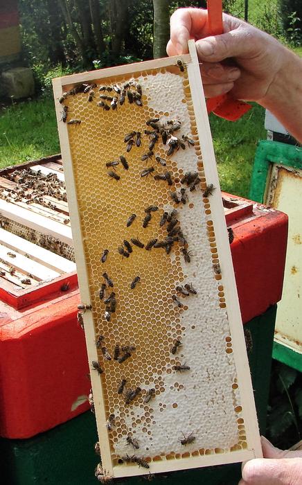 Honeycomb Honey
