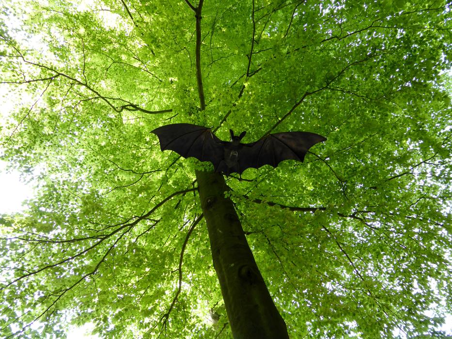 bat flies down from a tree