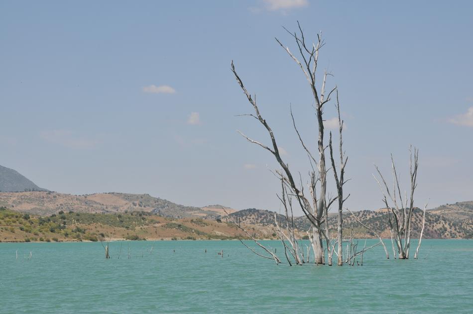 long trees in the lake
