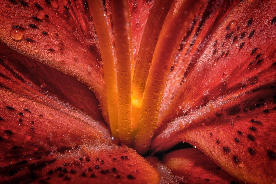 Lily Macro Close Up Enlarge