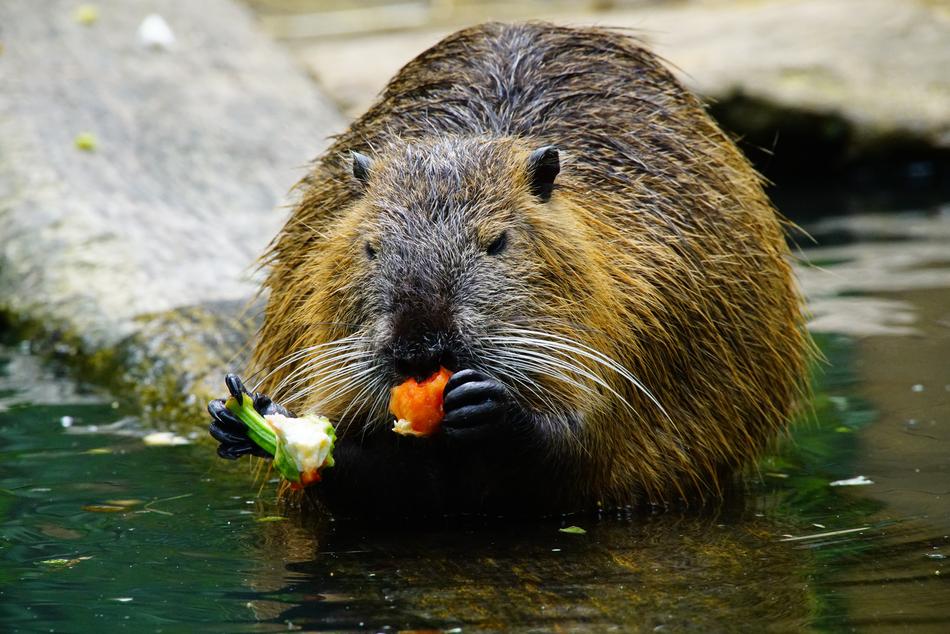 Nutria Eats