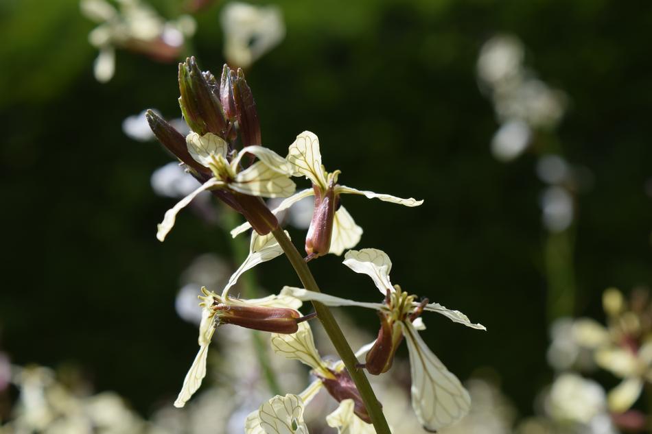 Rocket Rucola Bloom Close Up