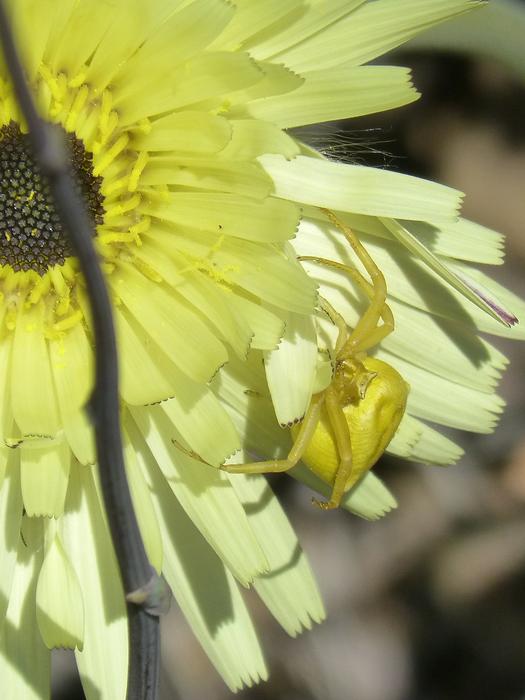 Thomisus Onustus Spider Yellow