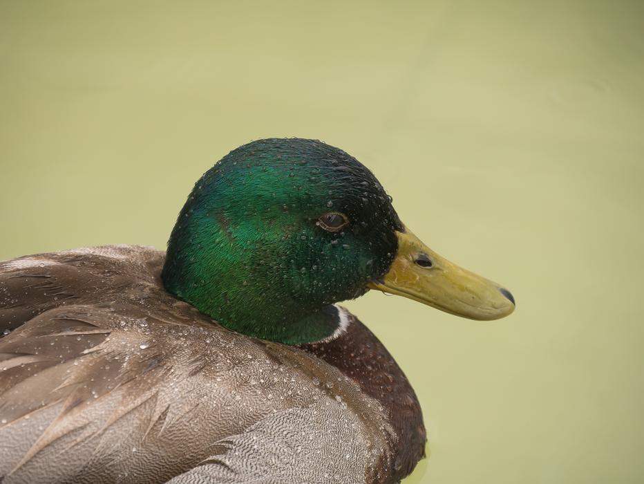 Duck Rain