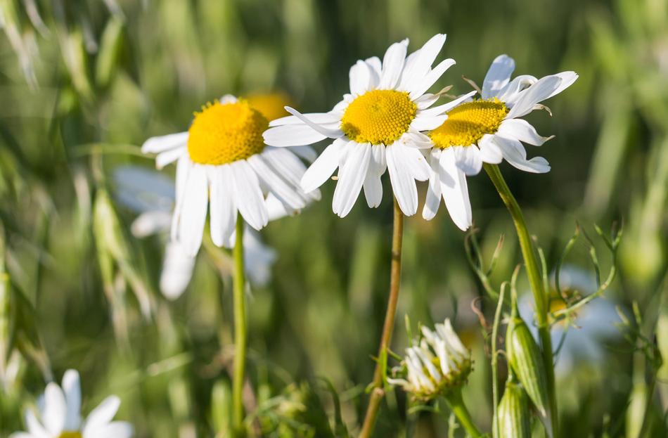 Flowers Daisy Grain