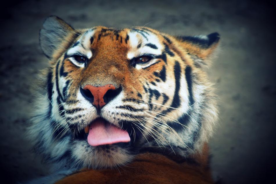 Tiger Language Feline