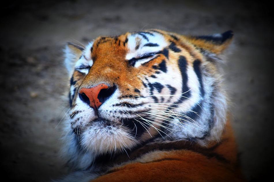 Tiger Feline