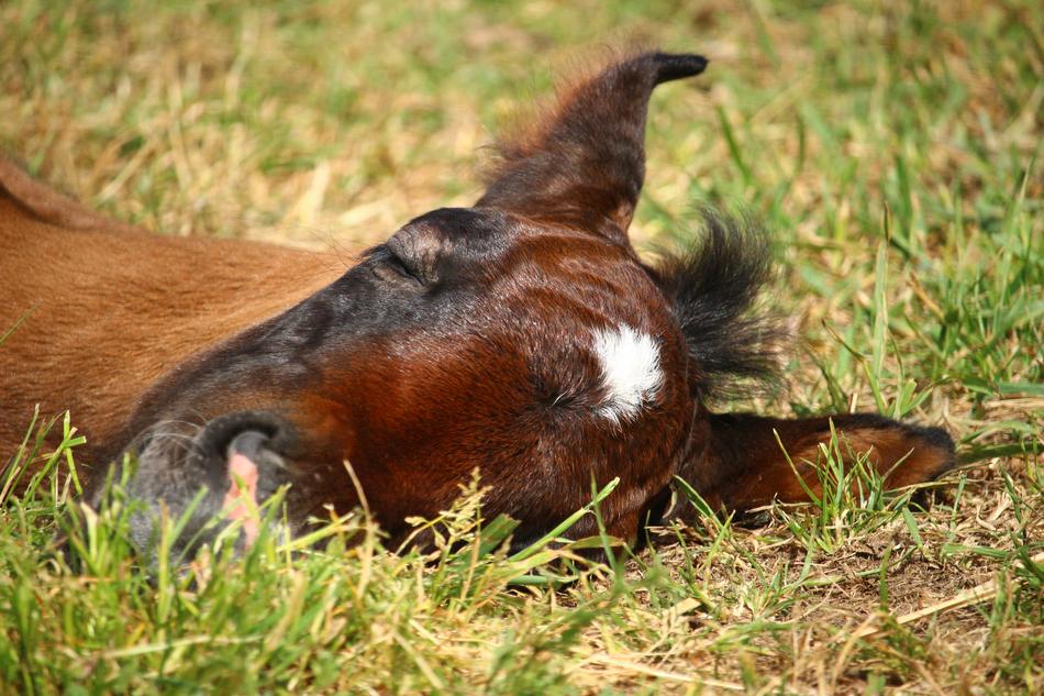 Foal Horse Suckling Thoroughbred