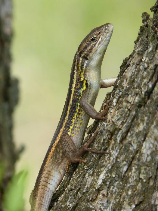 small lizard sneaks up a tree pole