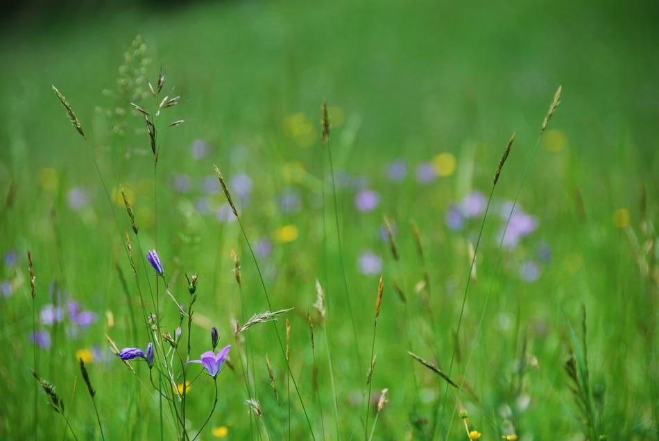 green grass in flowers meadow