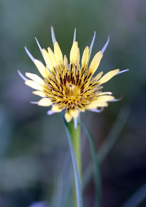 Flower Yellow Rod