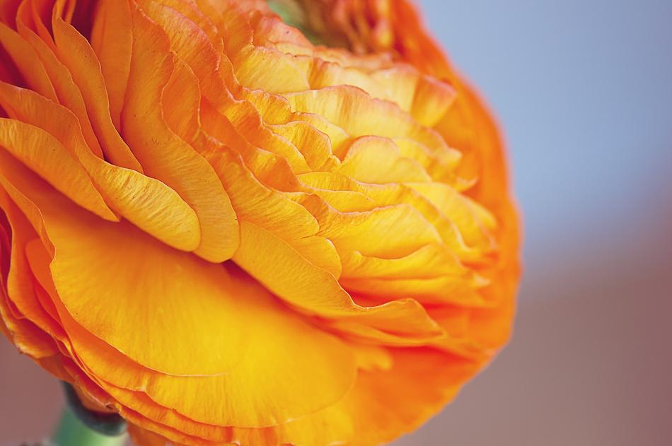 Ranunculus Flower Blossom
