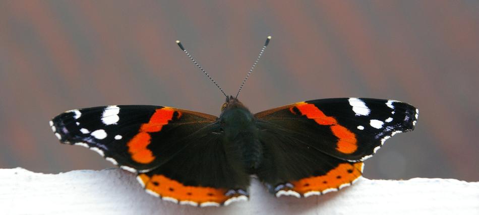 big butterfly with orange wings